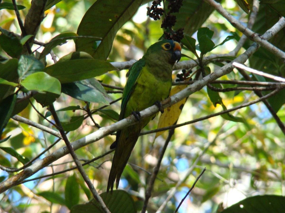 Un muestra de la gran diversidad de aves presentes en el área.