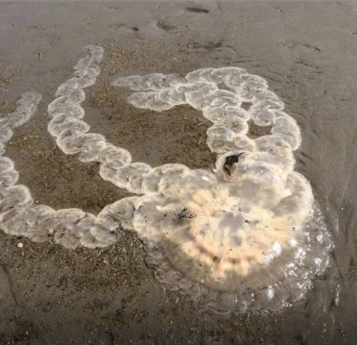 Medusas