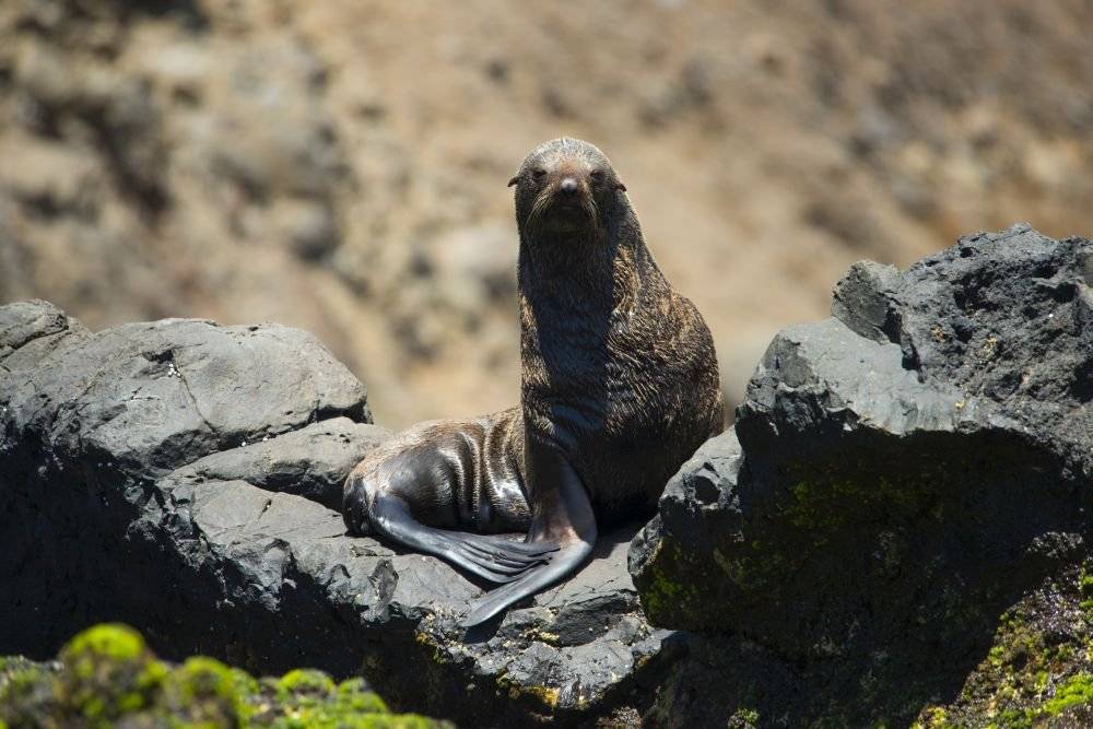 Lobo fino de Juan Fernández. Foto de Oceana