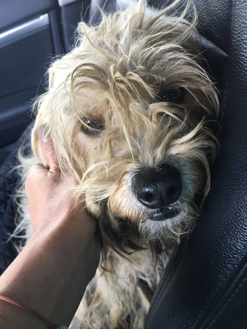 perro