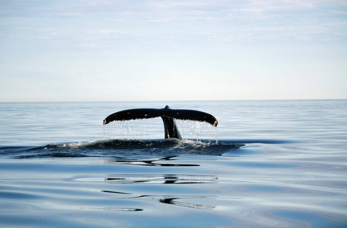 Descubre las bellezas de Charlevoix en este tour