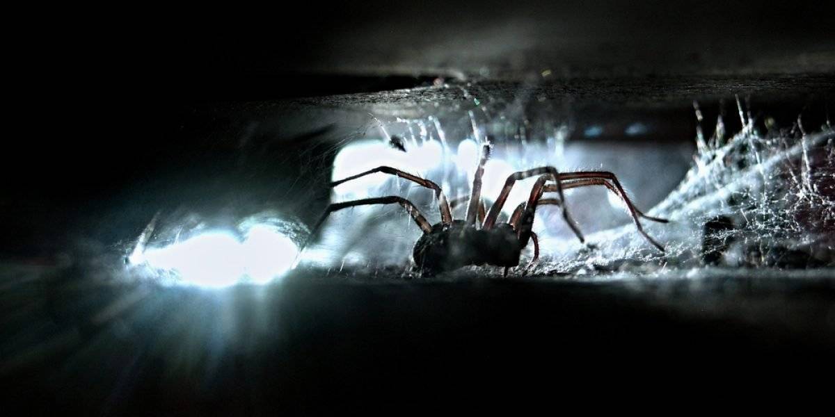 Araña