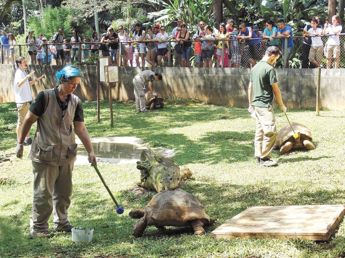 Recinto do jabuti-gigante no Zoológico de São Paulo | paulo gil/zoológico de são paulo