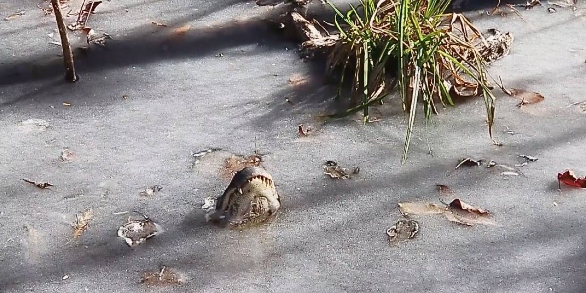 caimanes quedan incrustados en el hielo