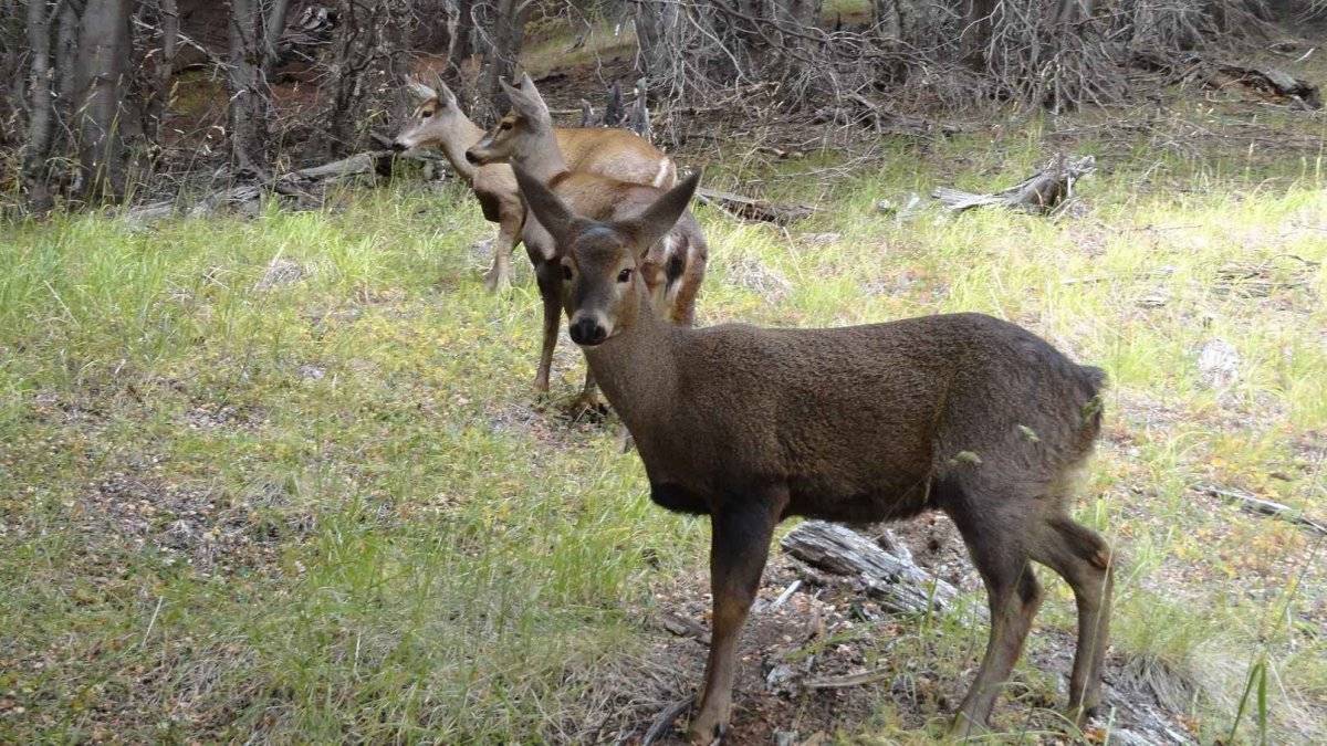 huemul