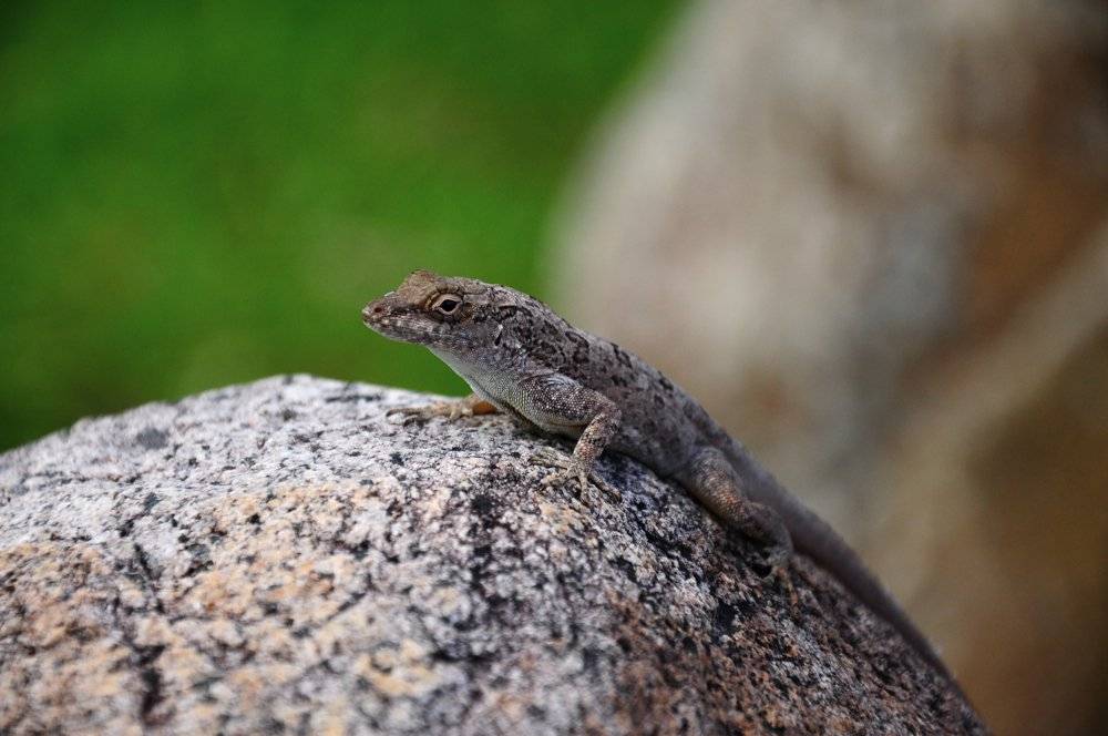 Anolis