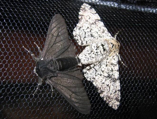 Polilla moteada