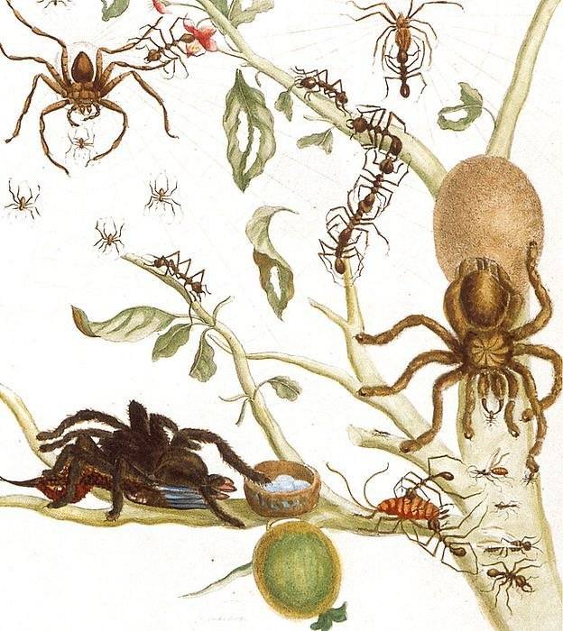 993065391024pxaviculariaavicularia-83d492c8dd7c07ba7c1bf7b4c4c9d7c5.jpg
