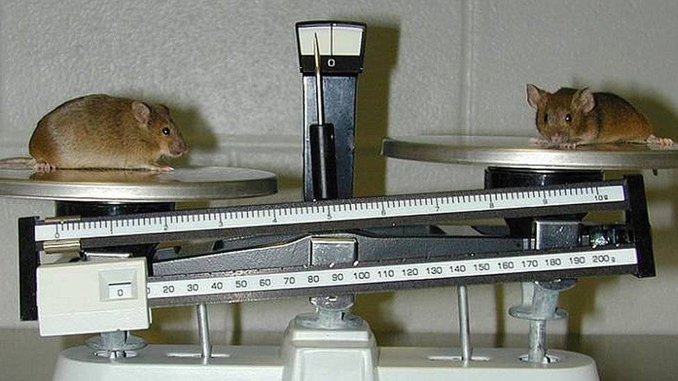99559570knockoutmouse8072-1f0e4220f73498672e6c598416868971.jpg