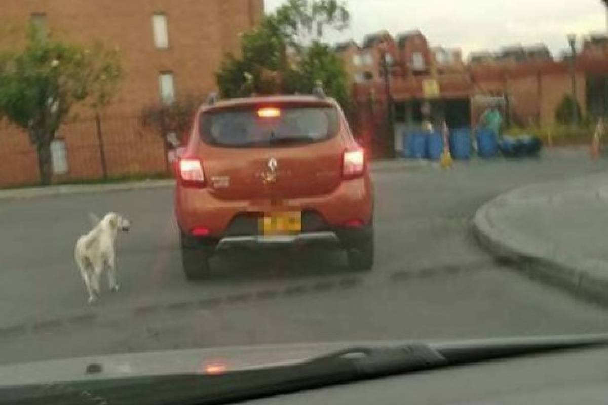 vinculación estilo perrito vinculación estilo perrito
