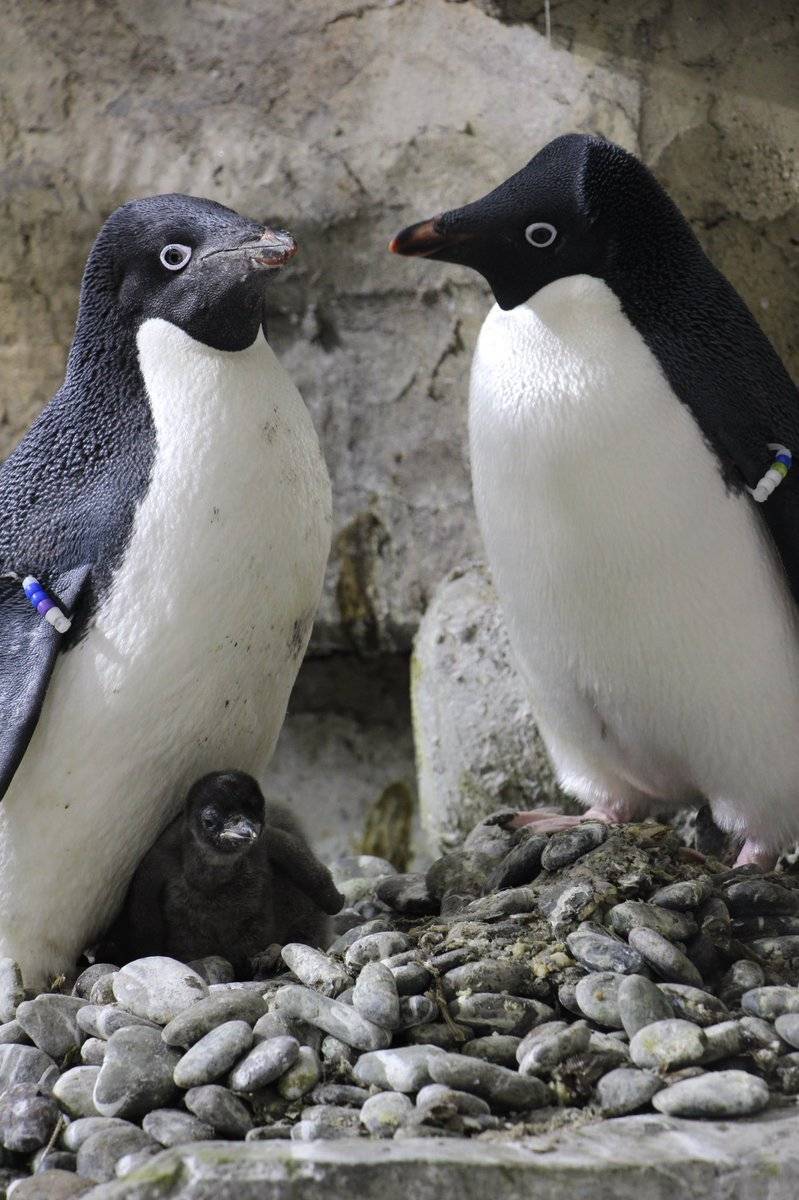 Nacen tres pingüinos en el Zoológico Guadalajara