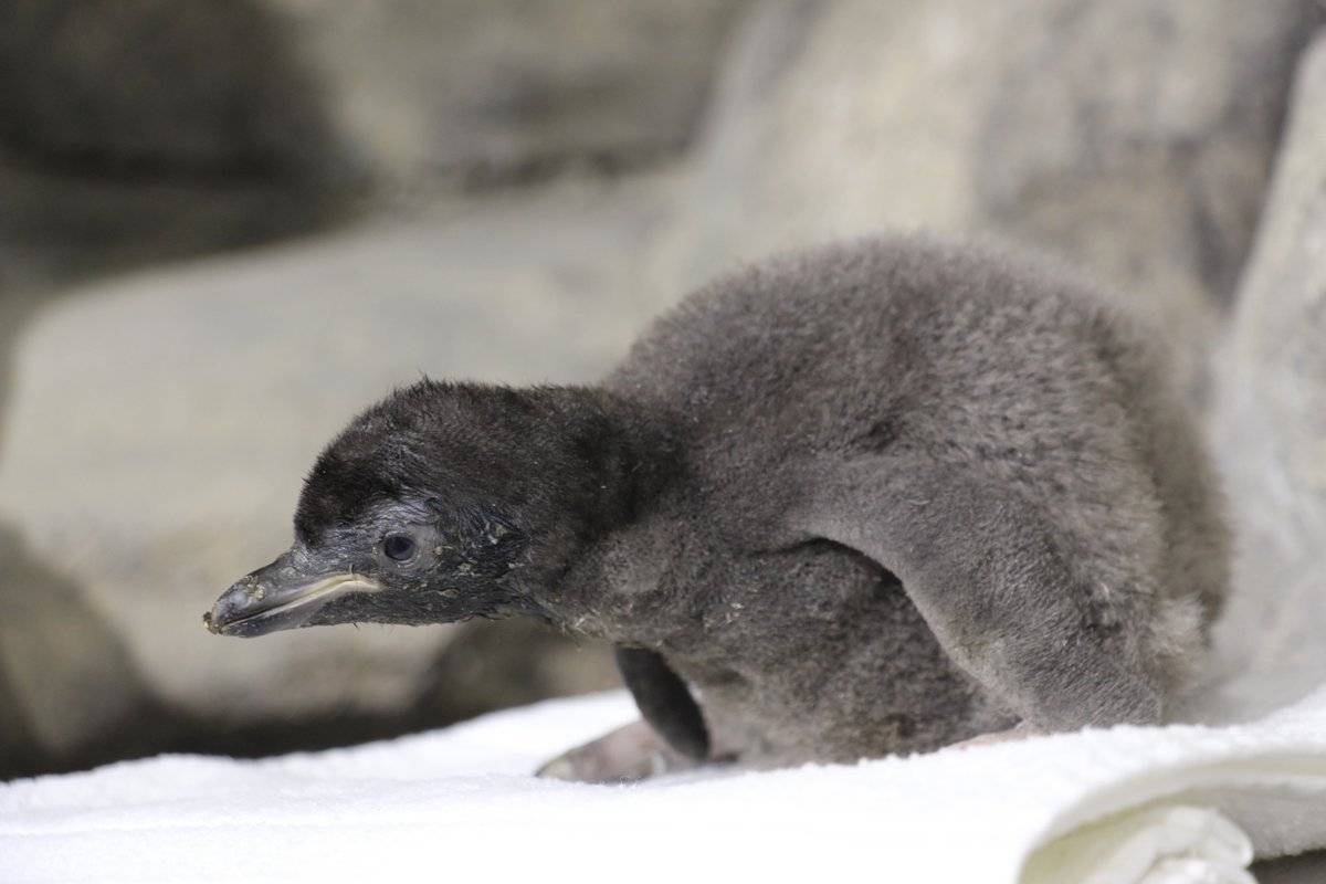 Nacen tres pingüinos en el Zoológico Guadalajara