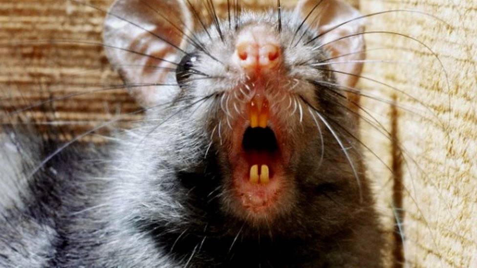 rato