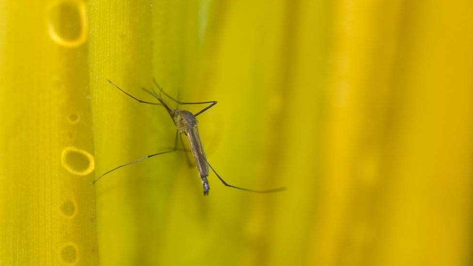 Mosquito sobre folha amarela