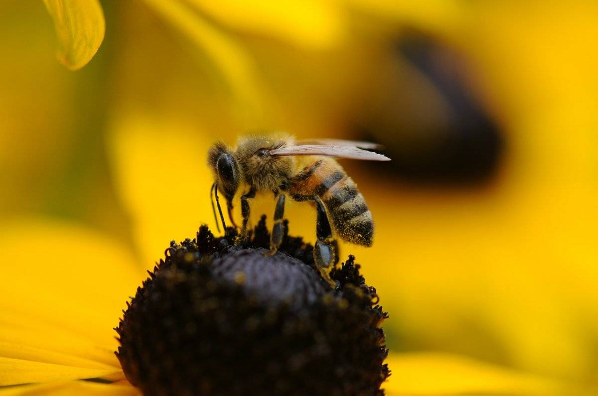 abejas