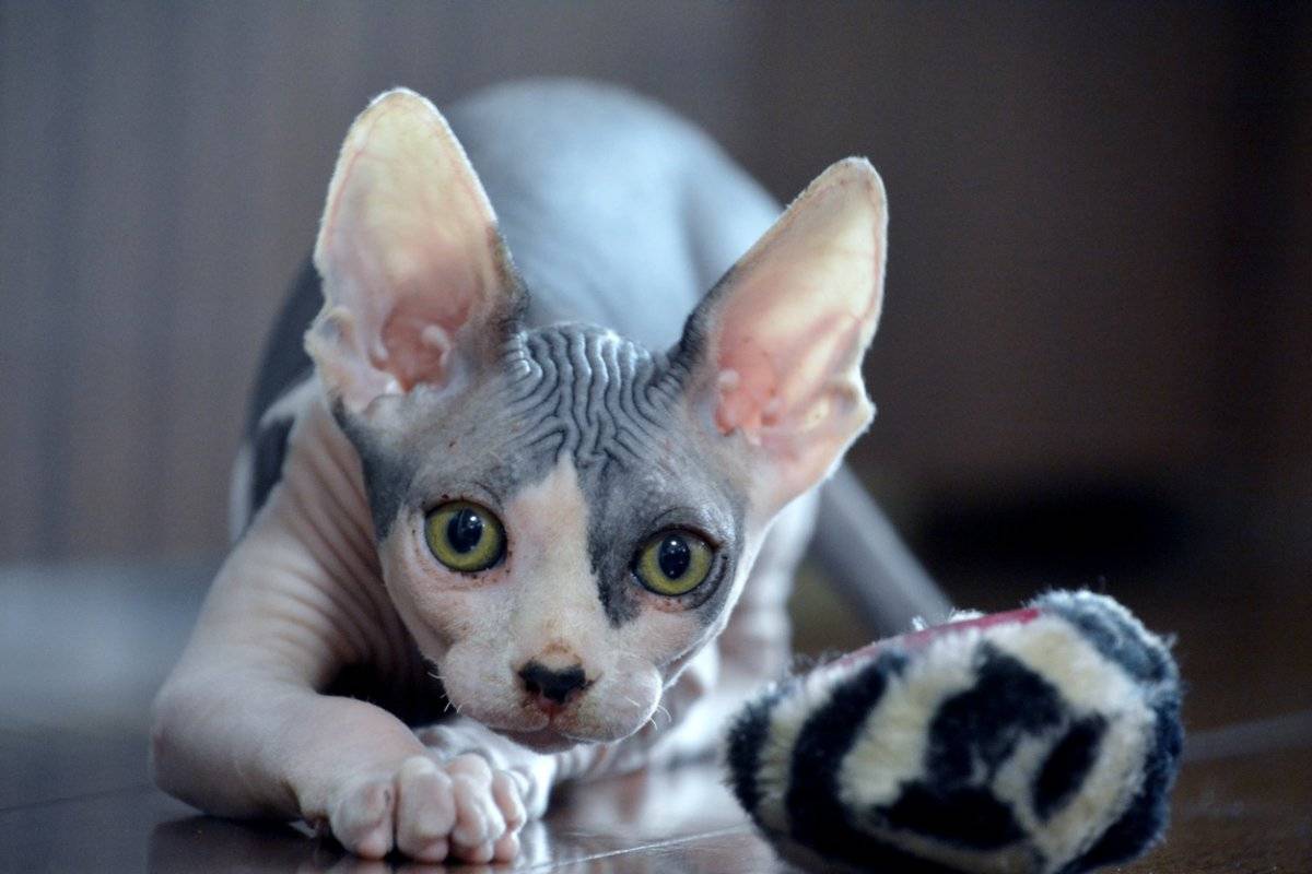 gatosphynx