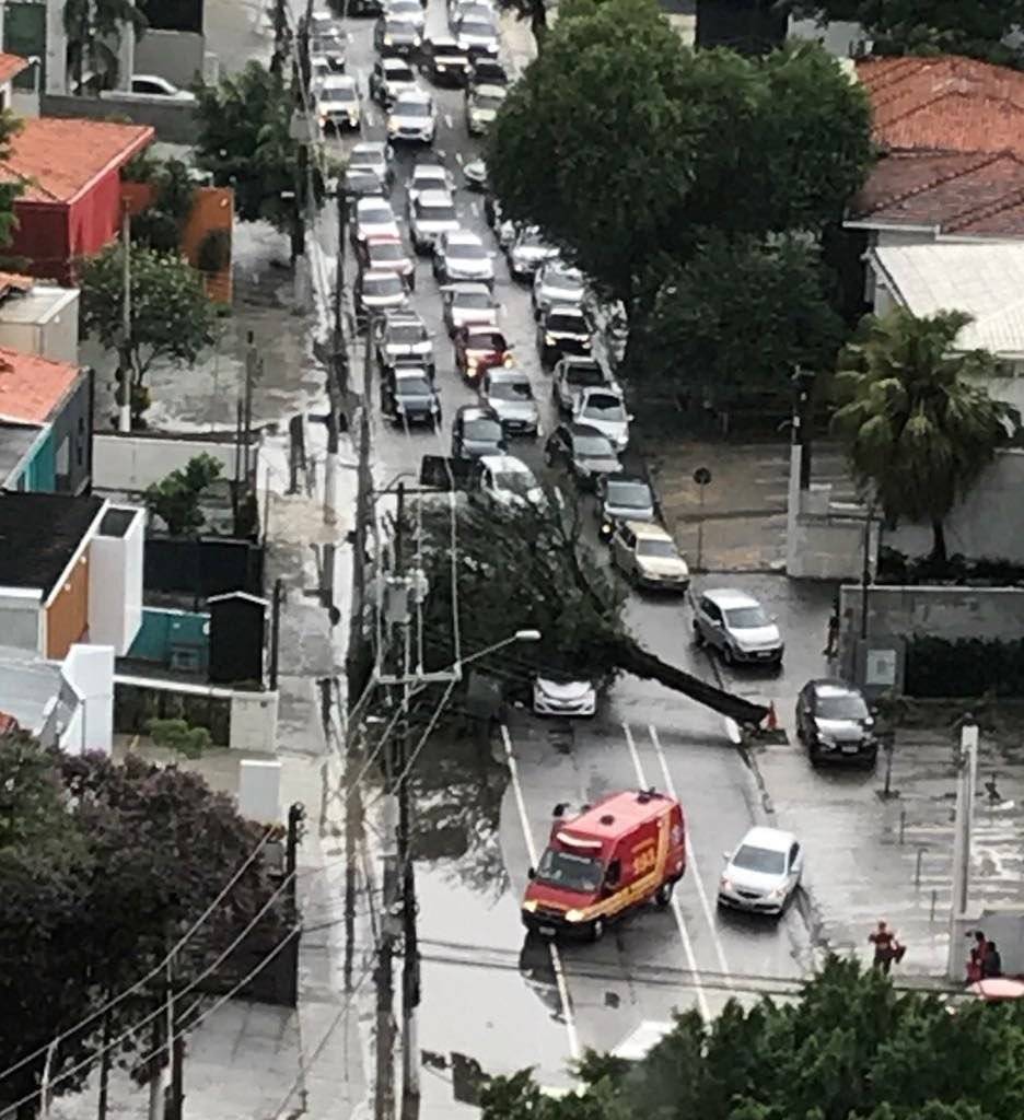 Queda de árvore