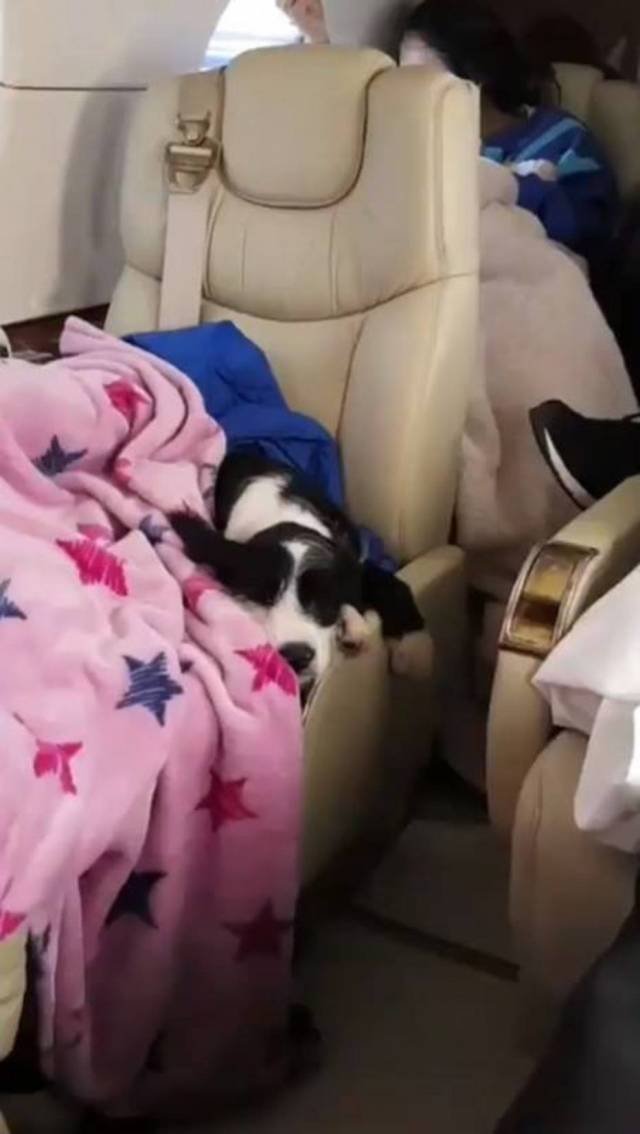 Cachorro da cantora desfrutando viagem em jatinho Foto: Instagram / @anitta