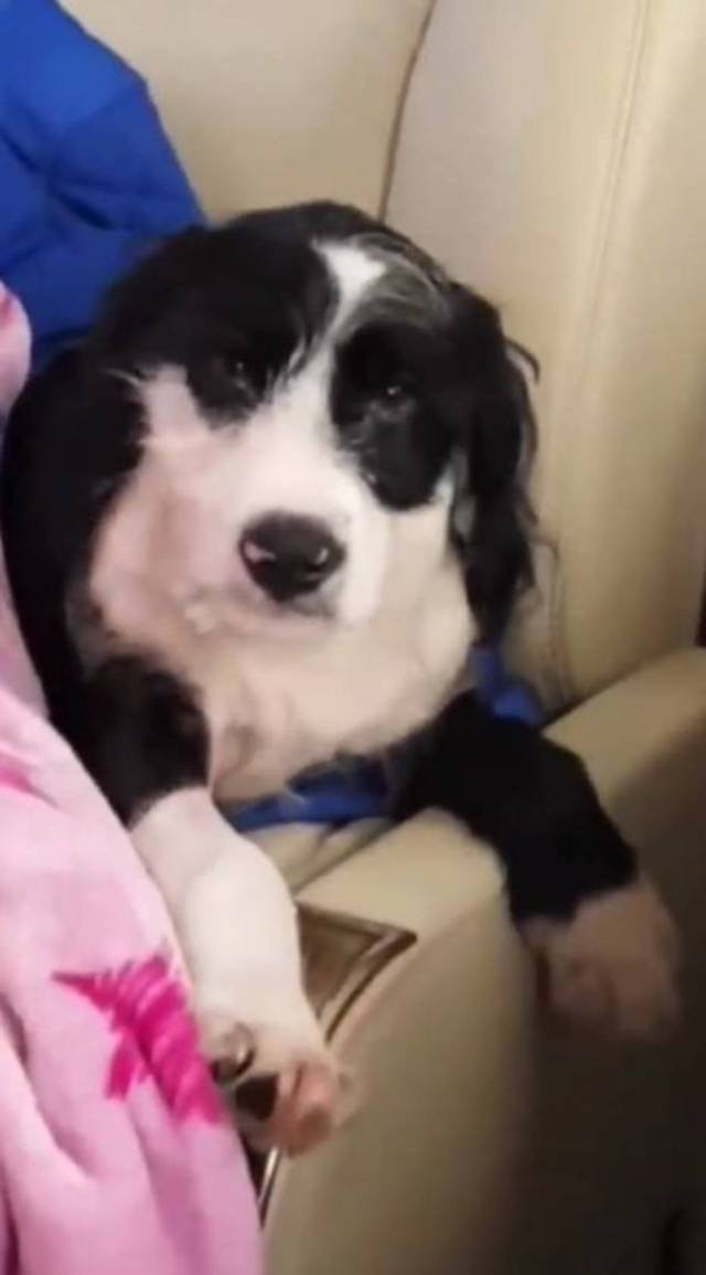 Cachorro de anitta cantora desfrutando viagem em jatinho Foto: Instagram / @anitta