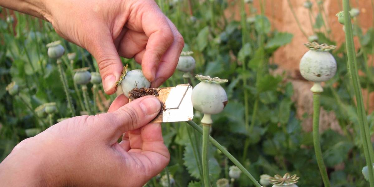 En un futuro se podría fermentar heroína en casa usando levadura