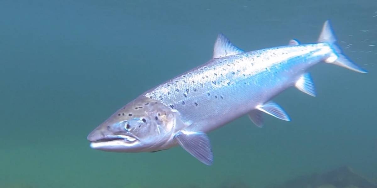 Cómo reciclar tierras raras usando esperma de salmón