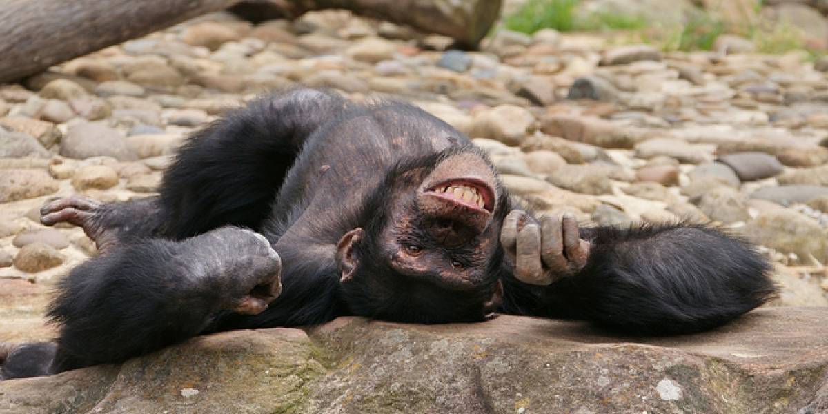Científicos descubren que a los chimpancés les gusta emborracharse en grupo