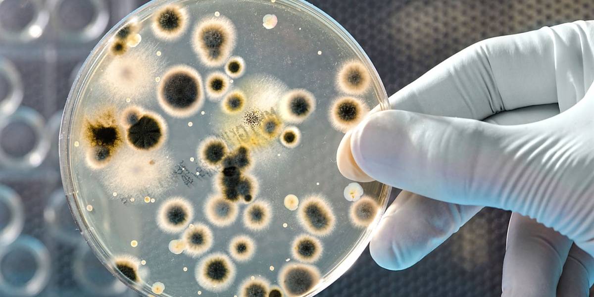 Científicos usan bacterias como disco duro