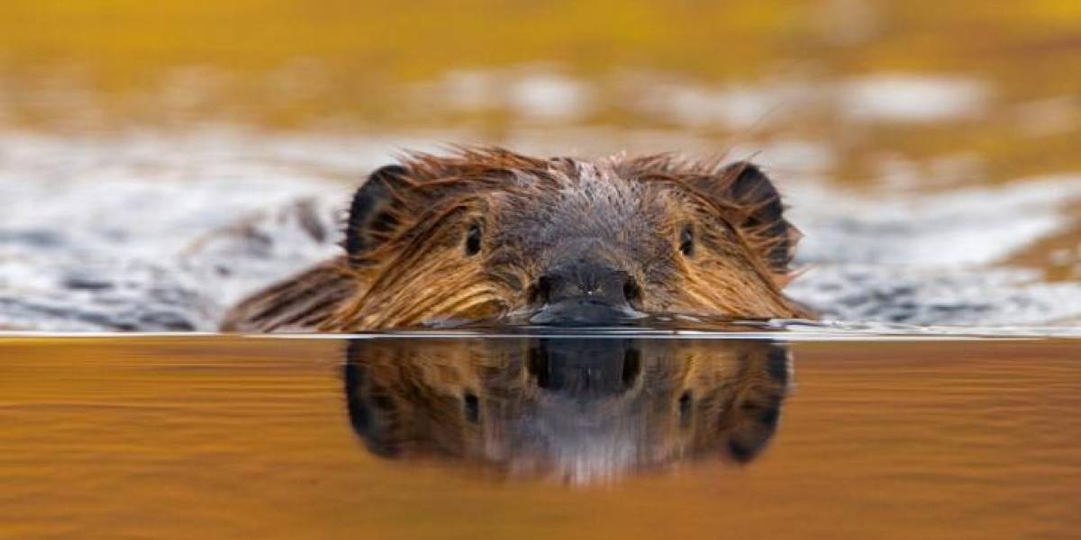 Ubuntu 18.04 se llamará "Bionic Beaver" en honor a los trabajadores del sistema operativo