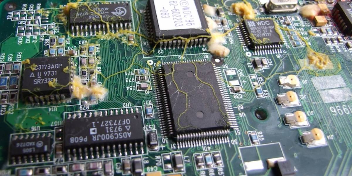 Ordenadores hechos de moho, chips biológicos y el futuro de la informática