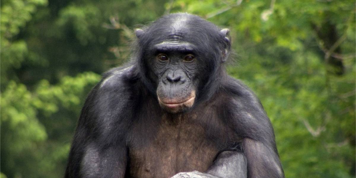 Bebés humanos y bonobos comparten formas de comunicarse