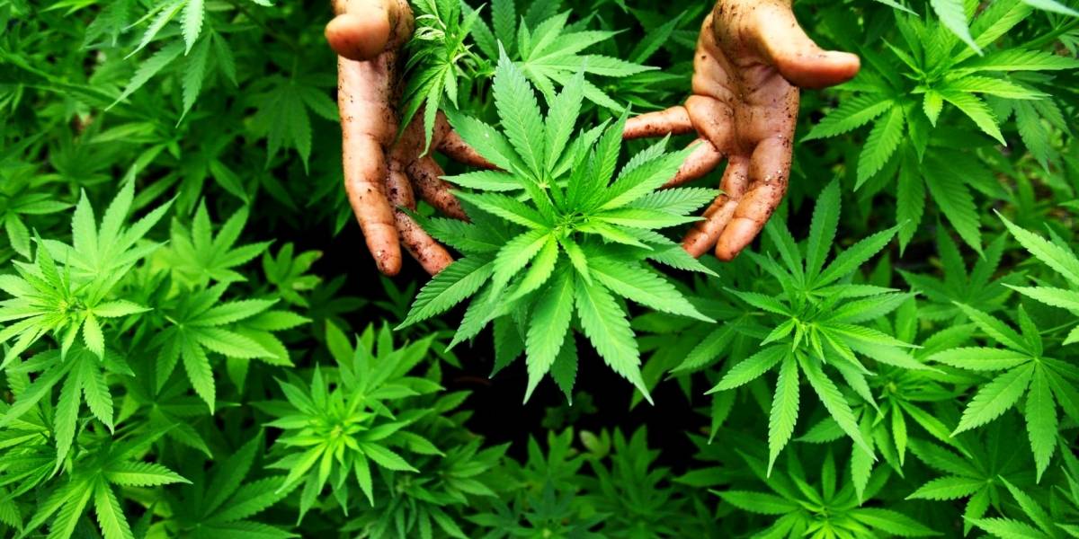 Tradiv, una startup de cannabis está recolectando fondos