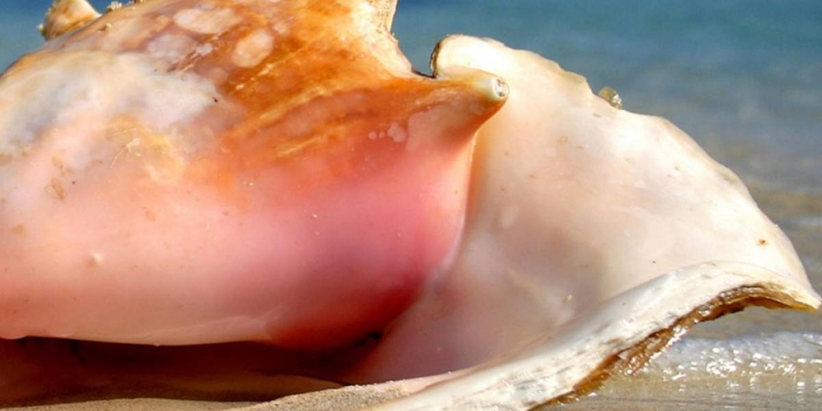 MIT se inspira en caracolas para crear nuevas armaduras