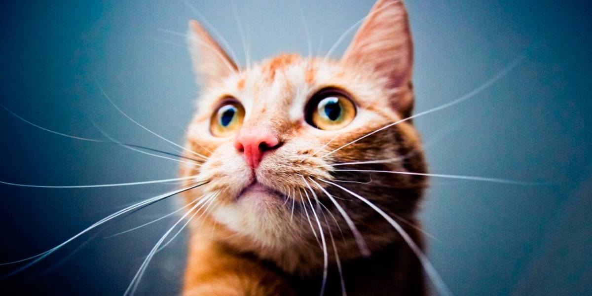 CatBlock es el primer bloqueador de anuncios para Microsoft Edge