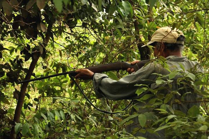 Hay cazadores que dicen haberse visto iblogados a cazar al felino porque su vida corría peligro