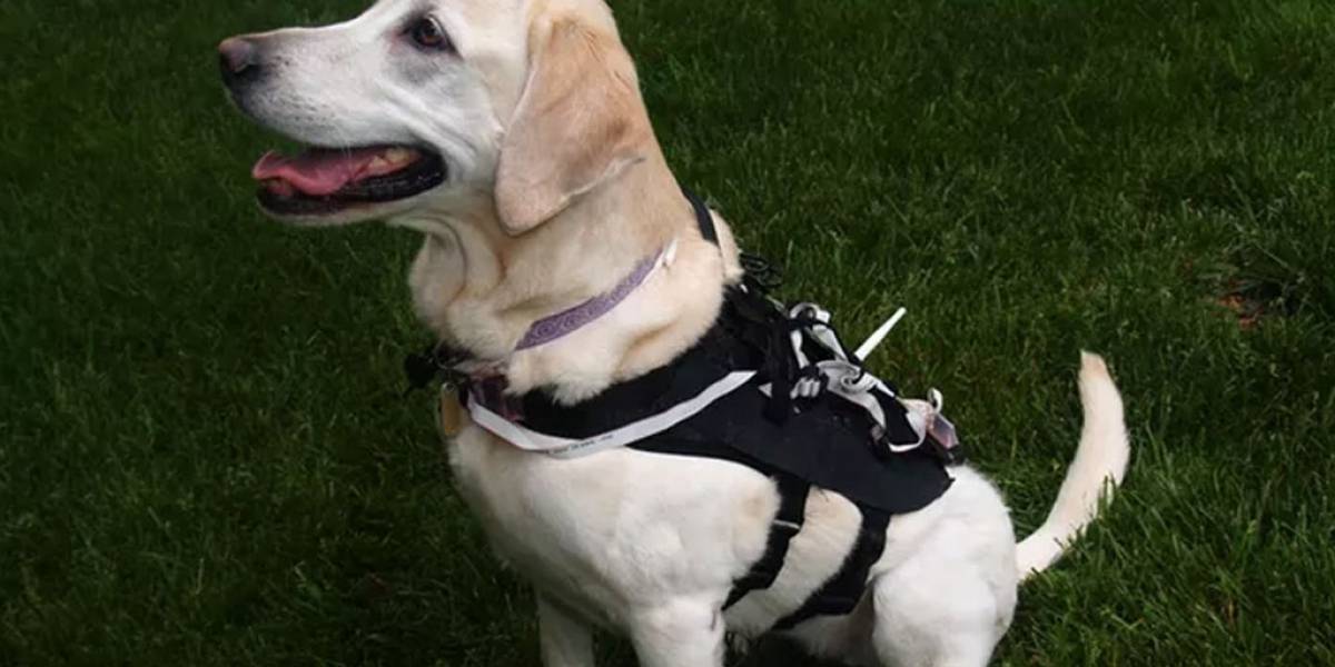 Este chaleco inteligente puede entrenar automáticamente a tu perro