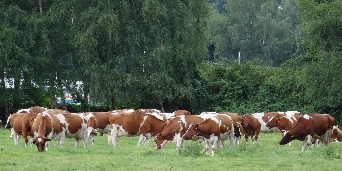 Científicos españoles tratan la alergia a la lactosa con luz pulsada