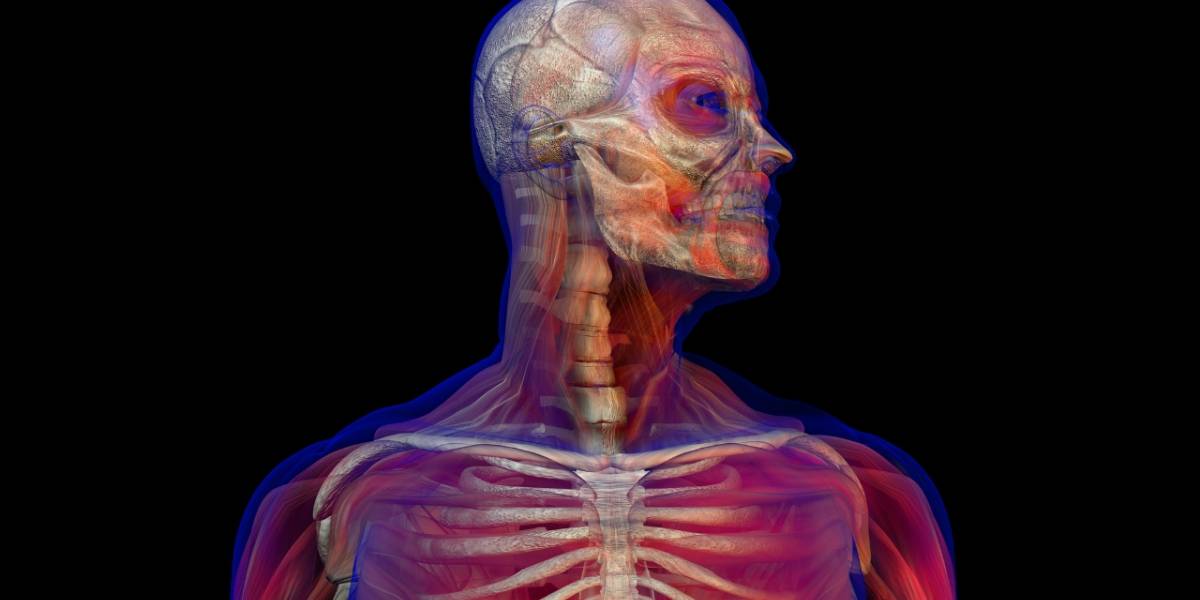 Ya puedes ver el cuerpo humano al desnudo en Windows 10