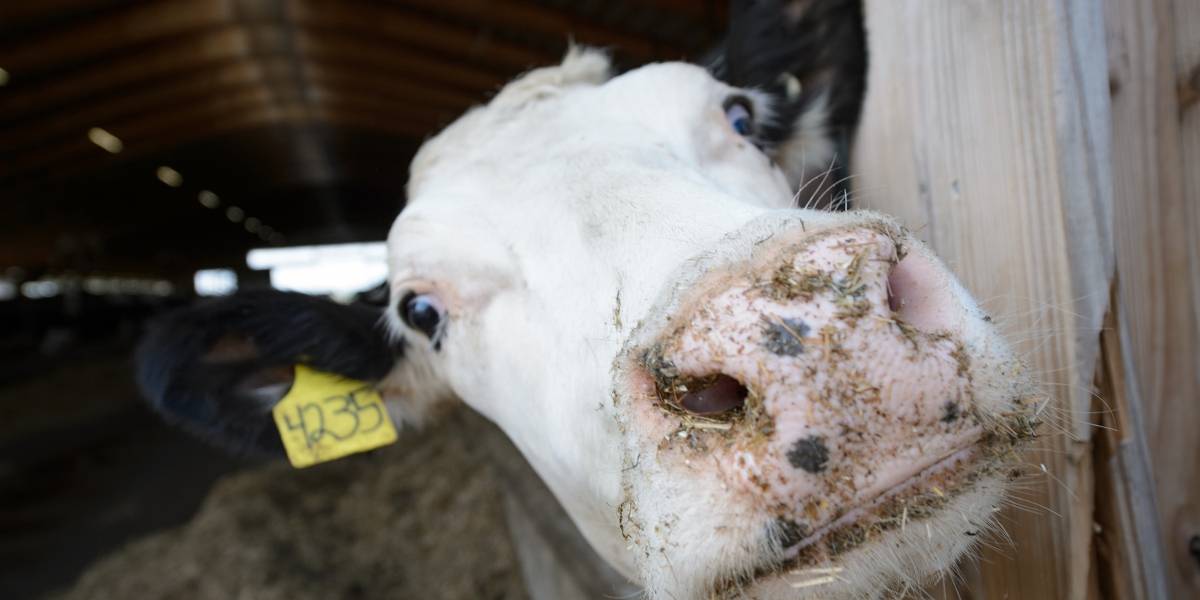 Científicos desarrollan método para convertir estiércol de vaca en agua limpia