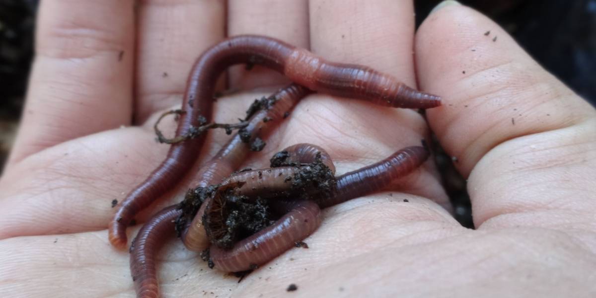 Gusanos de tierra logran sobrevivir y reproducirse en simulación de suelo marciano