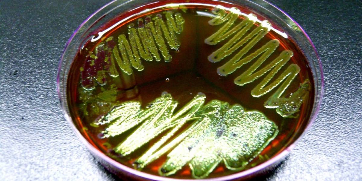 Científicos crean bacterias que no pueden escapar del laboratorio