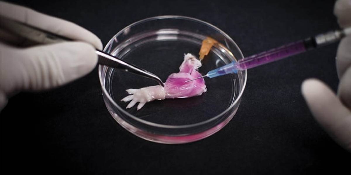 Científicos crean la primer extremidad cultivada en laboratorio