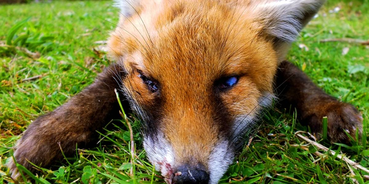 Complementos de Firefox se exponen a la ejecución de código malicioso