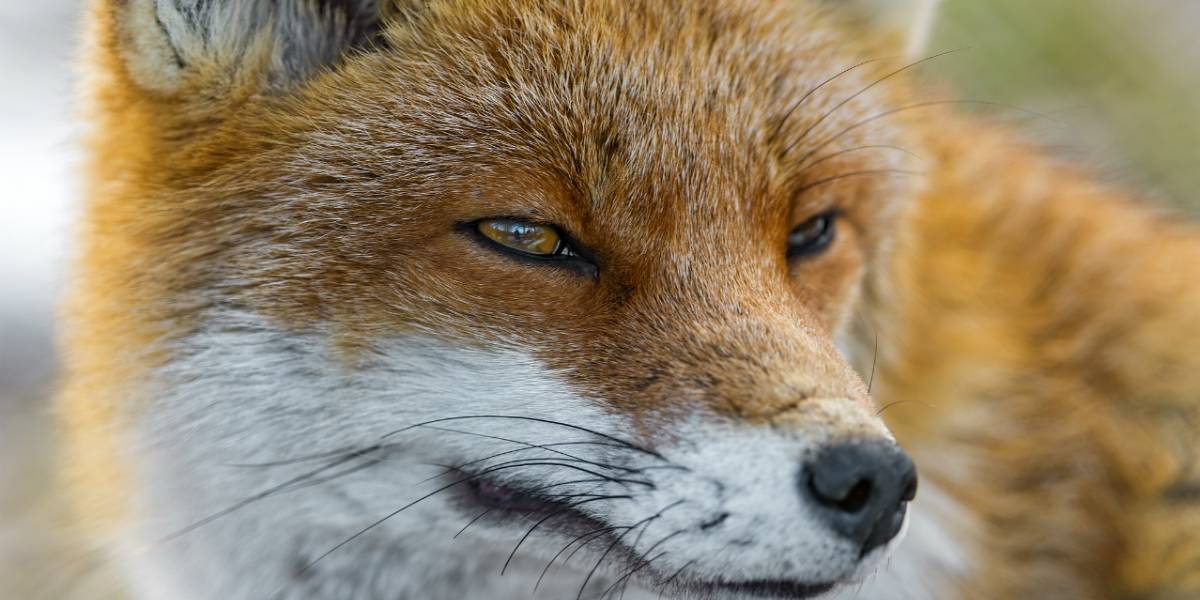 Mozilla rediseña su página de complementos para Firefox