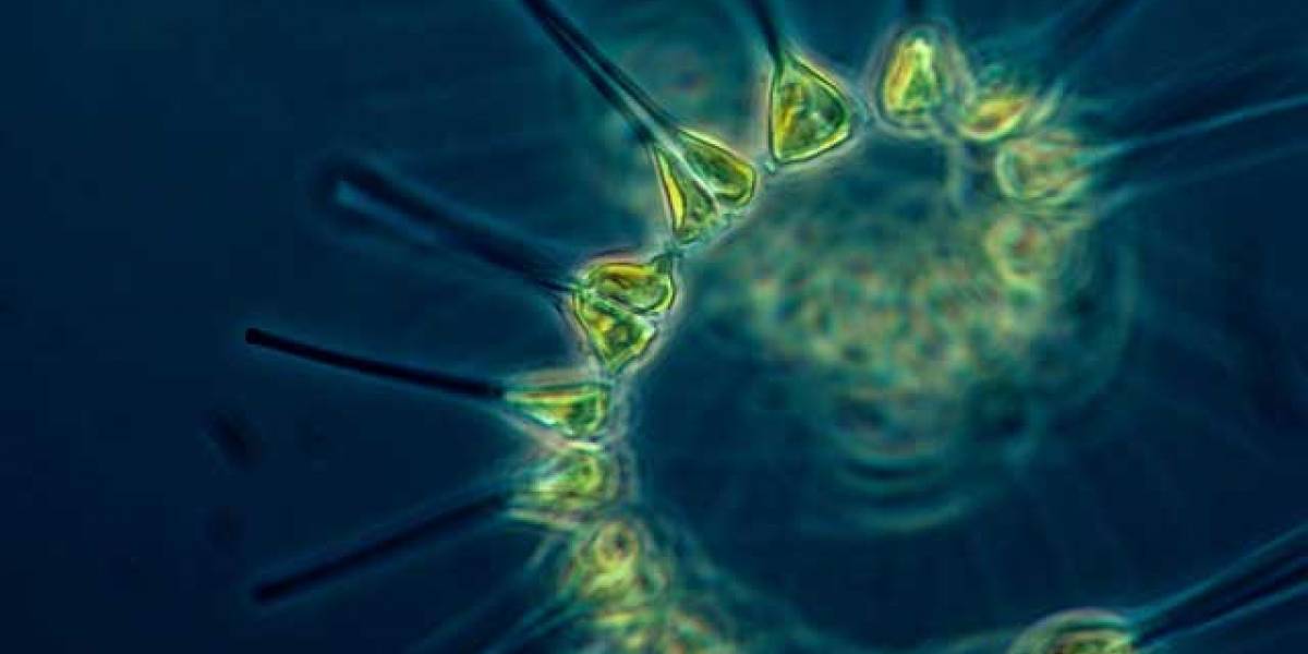 NASA está estudiando el fitoplancton por medio de un rayo láser desde el espacio