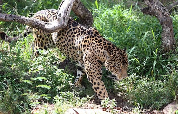 Según el Libro rojo de la fauna silvestre de los vertebrados de Bolivia, el jaguar o Panthera Onca, está en estado de vulnerabilidad. El interés exponencial por su piel, colmillos, garras, bigotes, penes y testículos aviva el interés de los cazadores