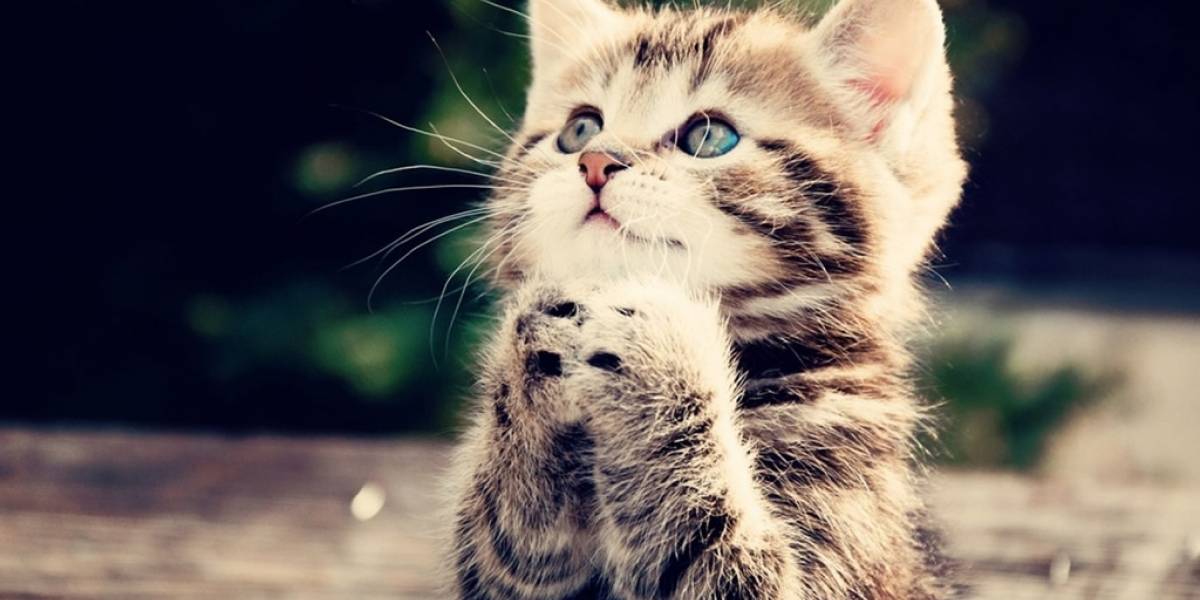 Tumblr lanzó su propio buscador de GIF's