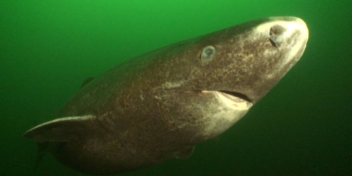 Conoce al tiburón de 400 años de edad