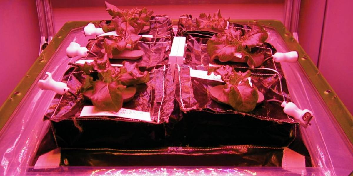 La NASA comenzó a cultivar lechugas en la Estación Espacial Internacional