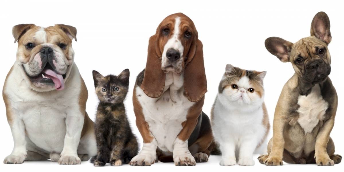 Sorteamos comida para tu mascota con el auspicio de NerDog.cl