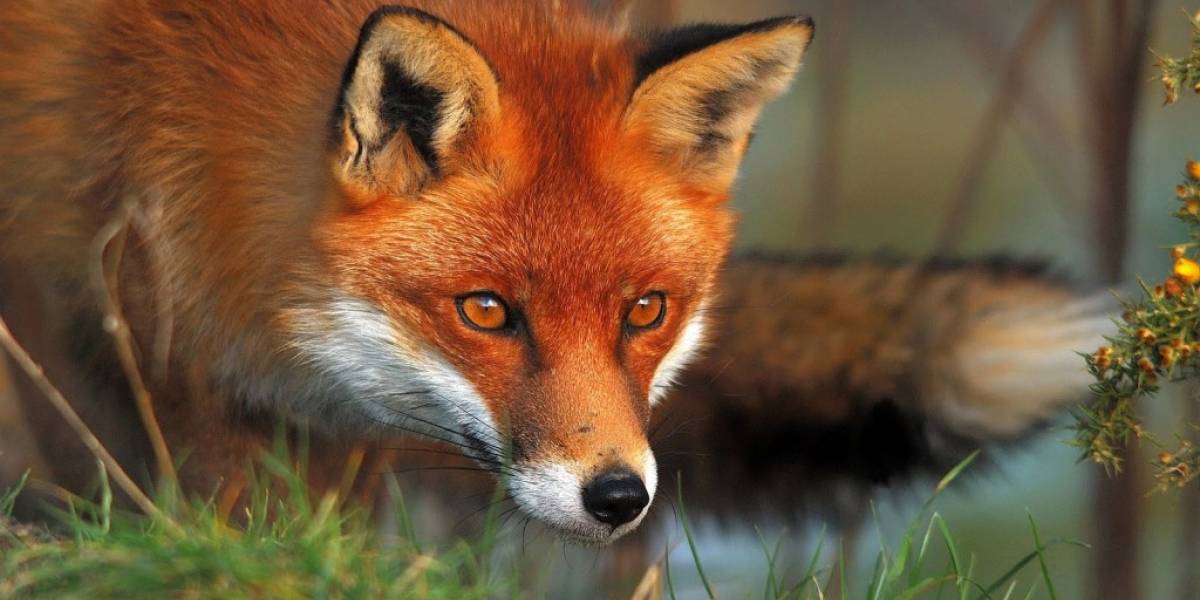 La derrota de Mozilla: tendrá que incluir controles para DRM en Firefox